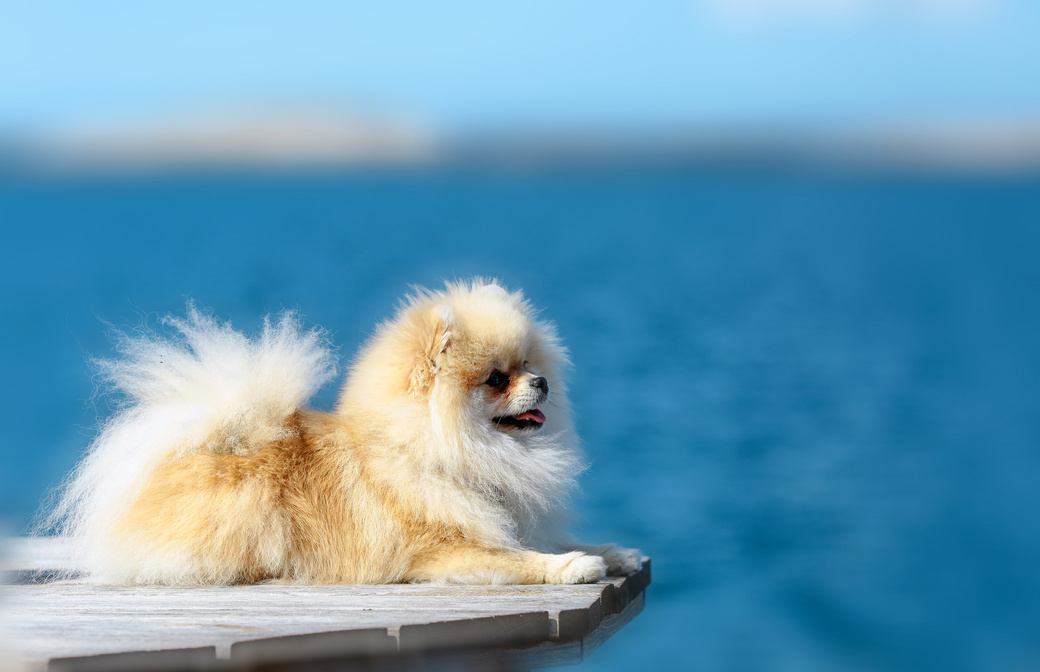 Dog pomeranian