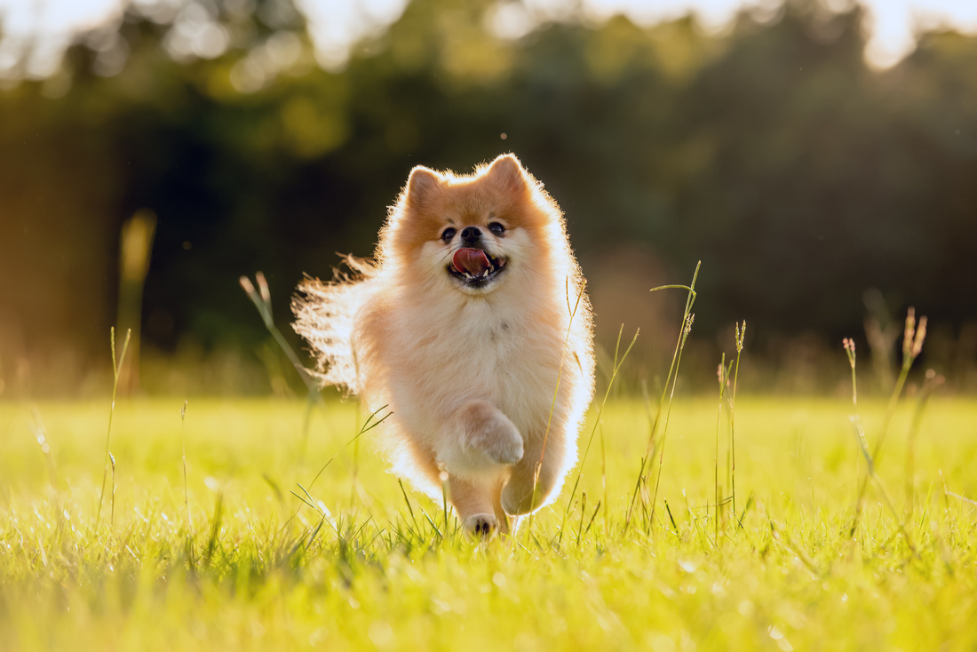 Pomeranian dog outside