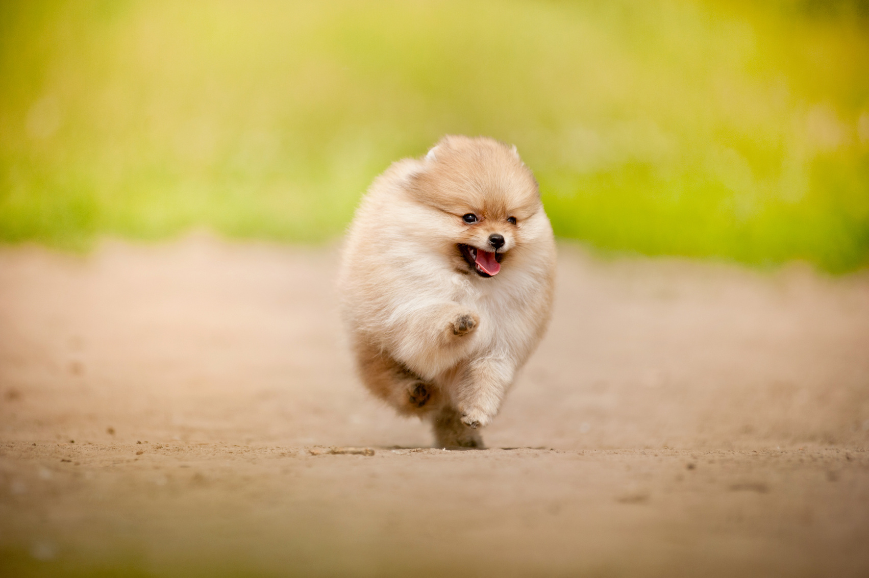 Pomeranian Spitz puppy running